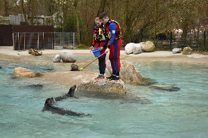 Seehunde-Training