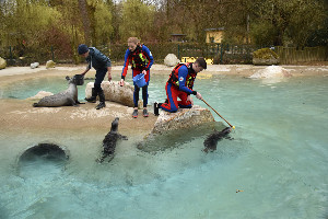 Seehunde-Training