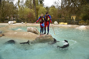 Seehunde-Training
