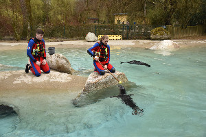 Seehunde-Training